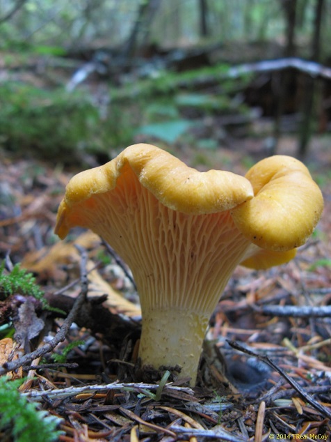 Chanterelle